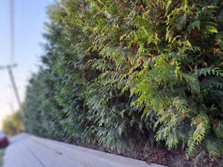 Thuja Brabant foto 7