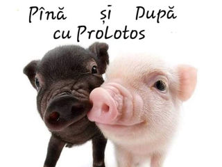ProLotos companie de curatenie foto 5