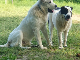 Щенки среднеазиатской овчарки САО (алабай) foto 5