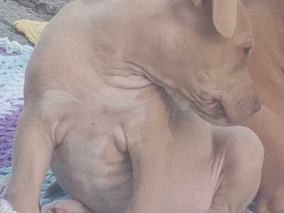 Vind Urgent"cățeluș rasă Pură Pit Bull Red Nose foto 7