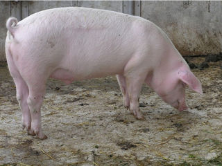 Vînd porc crescut în condiții casnice 120-130 kg