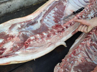 Vind porci de carne crescut acasă cu mincare naturală masă vie 190/200kg