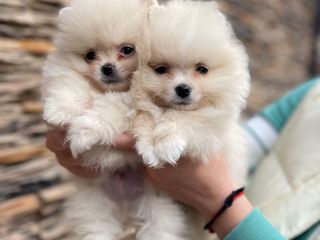 Померанский шпиц/Pomeranian/ foto 4