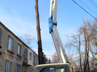 Taiem copaci, crengi uscate, avariate! Avem mașini Autoturn! foto 11