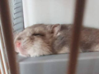 Hamster îl dau în mâini bune. foto 2