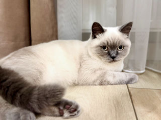 Motan de rasă pentru împerechere ( monta)– invităm pisici acasă la noi.  Кот для вязки ! фото 8