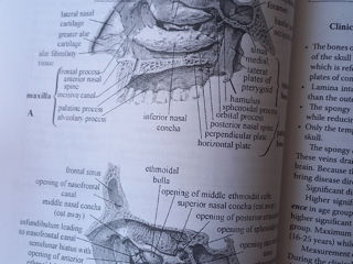 Guide in anatomy. Manuale. Учебники. foto 2