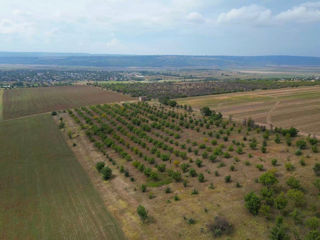 Teren agricol 4,87 ha Orhei, com.Pelivan