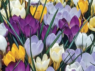 zambile, crocus, lalele, narcis, iris, branduse, fritillaria, muscari foto 5