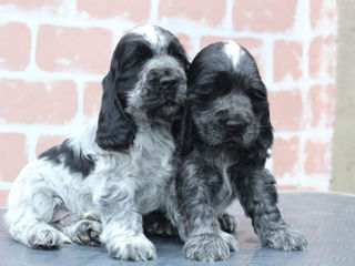 Английский кокер спаниель- cocker spaniel foto 1