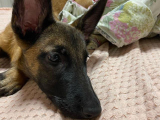 Vind urgent  malinois