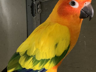 Яркие попугаи Аратинга солнечные ручные птенцы