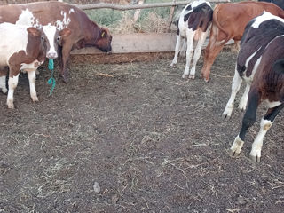 Cumpar animale la carne si crestere foto 3