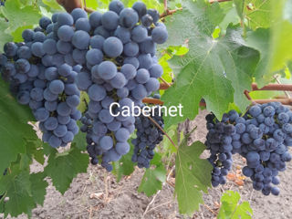 Vind poama cabernet si merlot si must  продаю виноград каберне и мерло и муст foto 3