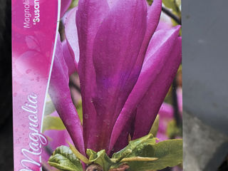 Magnolia. foto 5