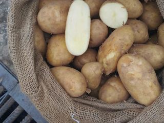 Продаю новый картофель высший сорт Греция в мешках по 25 кг, калибр 40-55! foto 1
