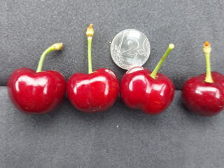 Puieti de cireş Nimba foto 3