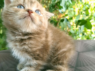 Scottish straight & Scottish fold foto 9