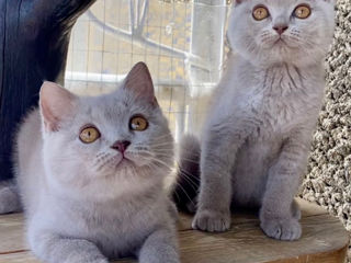 British Shorthair pedigree foto 5