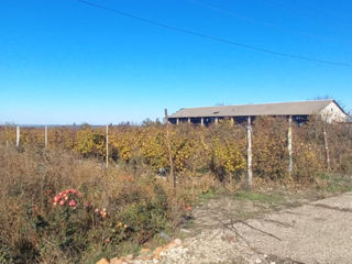 Se vinde spațiu industrial în or. Sângerei, Dobrogea Veche, Moldova foto 3