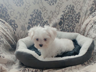 Девочка мальтийская болонка (bichon maltese) foto 2