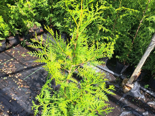 Thuja Brabant foto 3