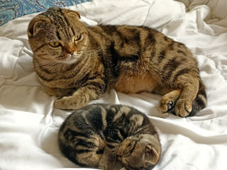 Scottish fold foto 5