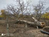 Спиливание деревьев любой сложности Арбористика foto 8