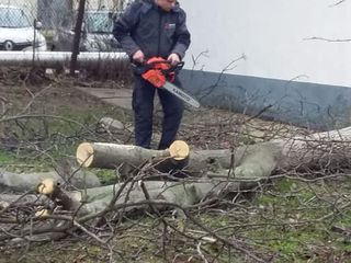 Tăierea copacilor înclinați sau deteriorați- cu masini si echipamente speciale .Calitatea garantată foto 17