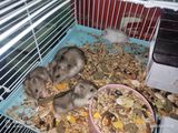 Hamsteri gratis foto 5