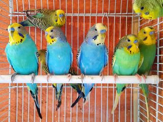 Волнистые попугаи для обучения разговору foto 3