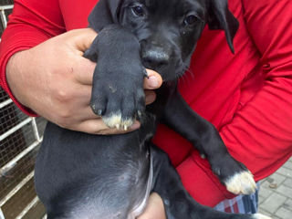 Cane corso foto 5