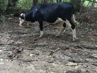 Vind vaca și porci