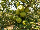 Pomi fructiferi pentru livezi direct de la producator pe garanţie foto 9