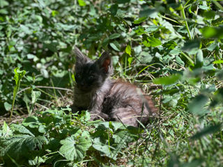 Королевский котенок в добрые руки / motanash cauta casa/ royal cat / foto 5