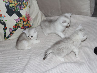 Pisica / Pisoi British Shorthair Chinchilla de Vânzare  foto 3