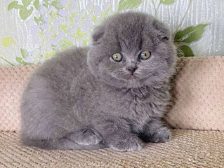 Scottish fold     чистокровные котята foto 2