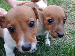 Jack Russell Terrier foto 3