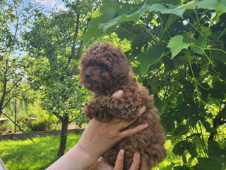 Toy pudel (toy poodle) foto 3