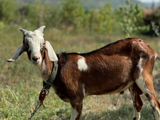 Vând țap de rasă foto 4