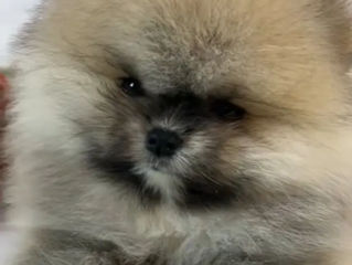 Pomeranian  померанский  шпиц foto 0