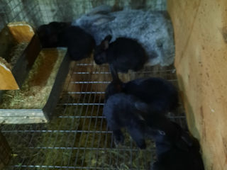 Кролики серебро 45 дней и старше, foto 2