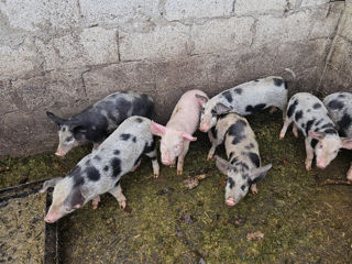 Vând Porci de carne aften Fălesti foto 4