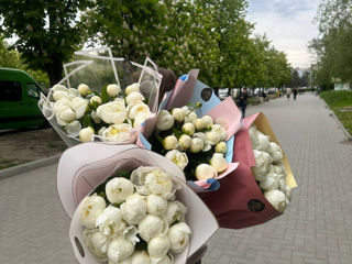 Bujori, trandafiri. livrare flori 24/24. delivery flowers foto 1