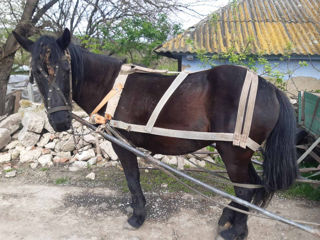 Vând iapă! foto 2