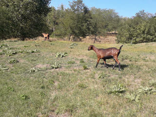 Capra de rasa, gestanta, mulgatoare. foto 3