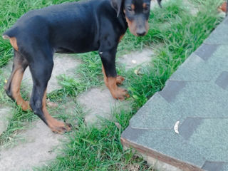 Se vînd caţei de rasă Doberman vaccenaţi cu paşaport.A mai ramas 5 caţeluşe061033259 foto 7