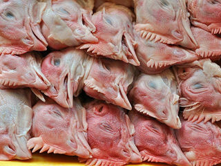 Куплю куриные субпродукты для кормления домашних животных. foto 1