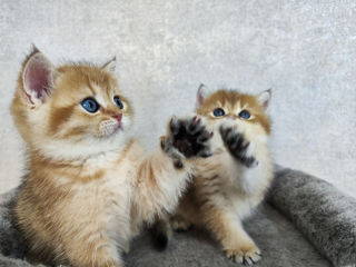 Кот и кошка Золотая шиншилла. foto 5