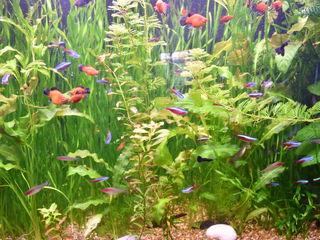 Большой аквариум из оргстекла foto 6